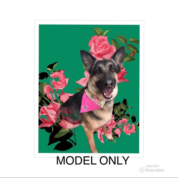 DOG BANDANA PERSONALIZED MAX EMBROIDERED TEAL - Picture 7 of 7